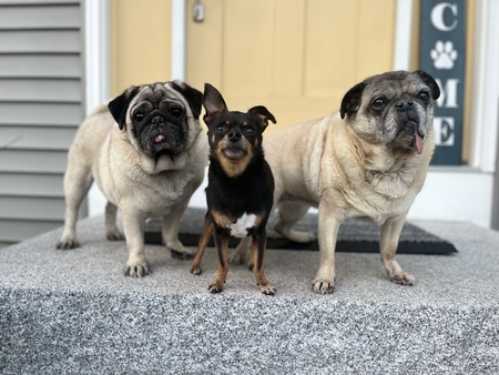 DaPang, Javier & Daisy