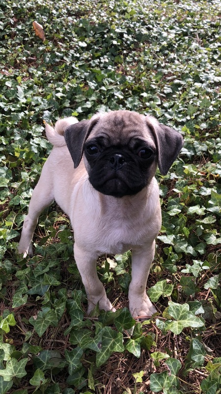 Ralphie