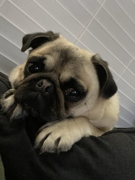 Bella