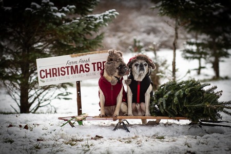 Lola Bean and Max