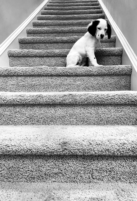 Vote for Dixie | "It's an English Setter's Life" 2023 Calendar