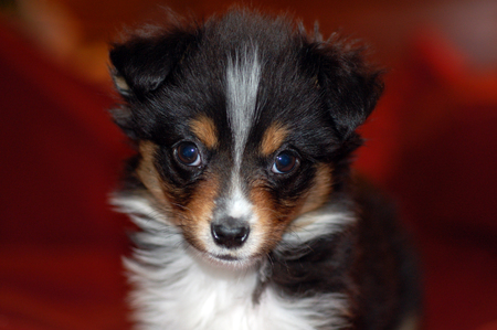 Mazie
