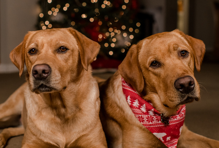 Amy & Buddy
