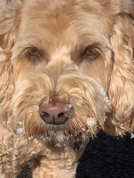 Sophie’s First Snow