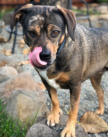 Piper
