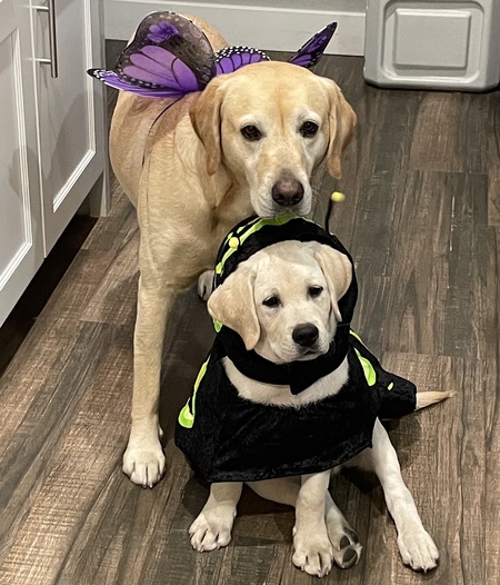 Velvet & Linus