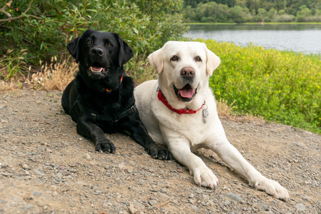 Tesla and Dale