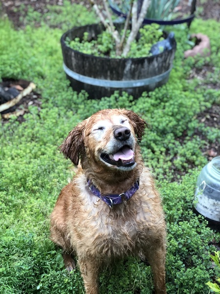  Nala