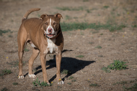 Oliver (aka Big Brown)