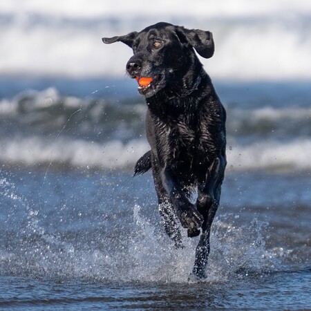 Bodhi