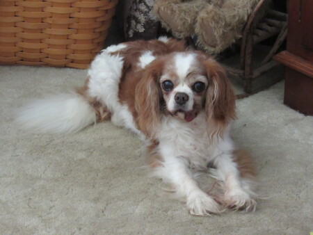 Darla