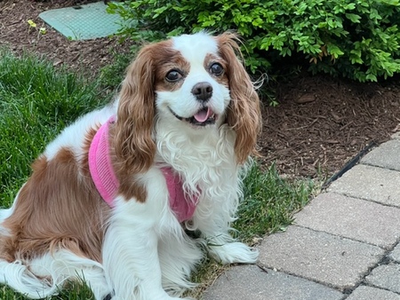 Lacey