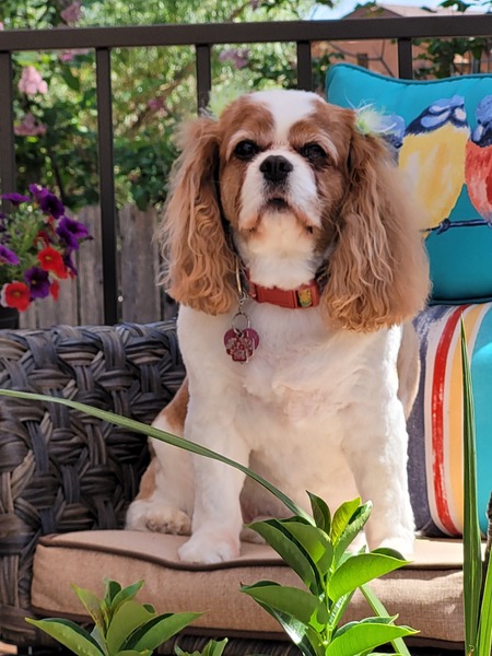 Libby