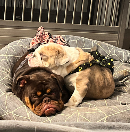 Biscuit and cocoa bean 