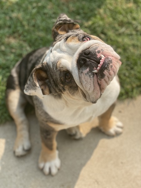 Oreo