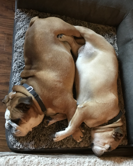 Otis and Bowser