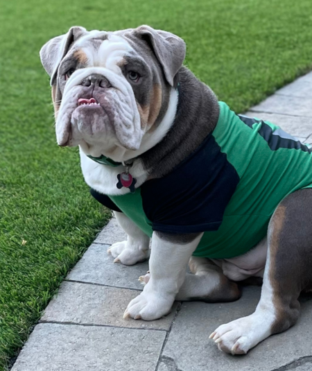 King Louie