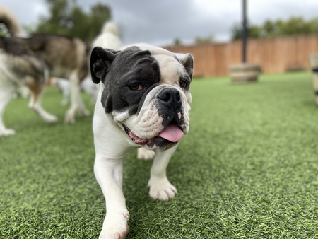 Maya
