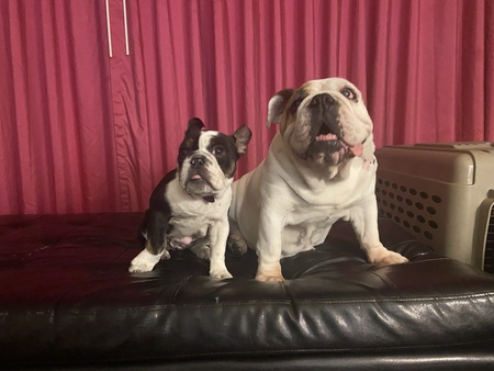 Millie & Poli 