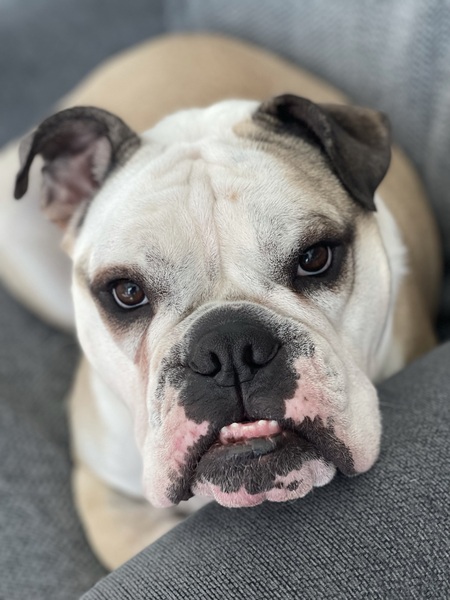 Bowser