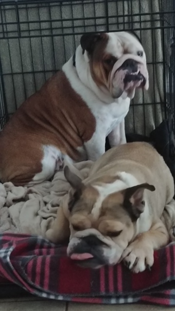 Max & Bentley