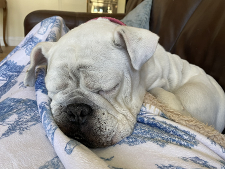 Cannoli