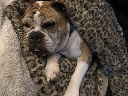 Rocko