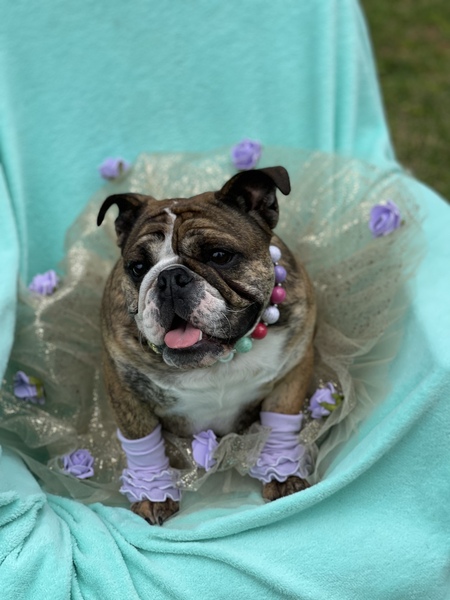 Burgess Bella 
