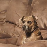 Entry image for Louie
