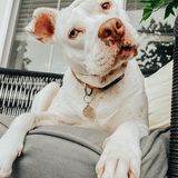 Entry image for Annie