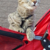 Entry image for Peanut
