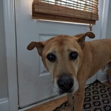 Entry image for Cooper