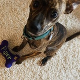 Entry image for Piper