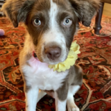 Entry image for Olive