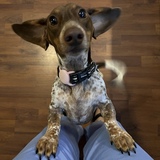 Entry image for Chief Brody