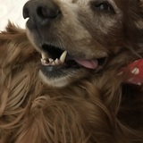 Entry image for Daisy