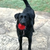 Entry image for Buddy