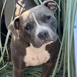 Entry image for Louie