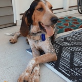Entry image for Charlie