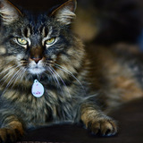 Entry image for Nina