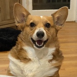 Entry image for Scout Hilliard