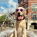 Entry image for Charleston Max
