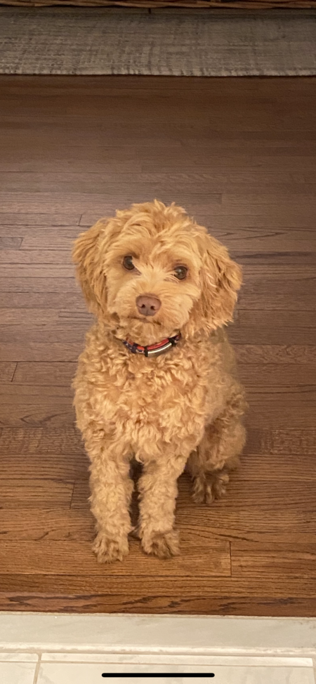 Entry image for Monty. Clicking this image will show a larger photo