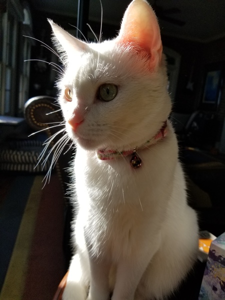 Entry image for Lola. Clicking this image will show a larger photo