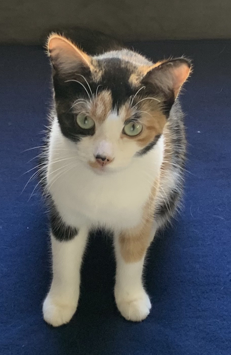 Entry image for Lucy . Clicking this image will show a larger photo