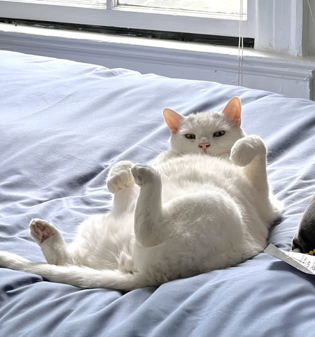 Entry image for Pepper. Clicking this image will show a larger photo