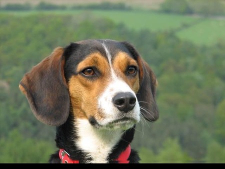 Entry image for Jed. Clicking this image will show a larger photo