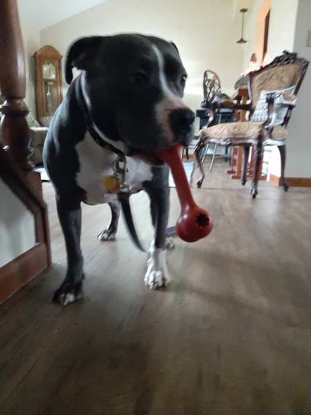 Entry image for Millie. Clicking this image will show a larger photo