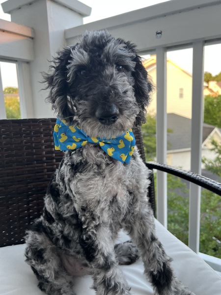 Entry image for Beau. Clicking this image will show a larger photo