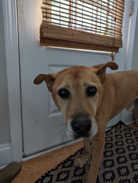 Entry image for Cooper. Clicking this image will show a larger photo